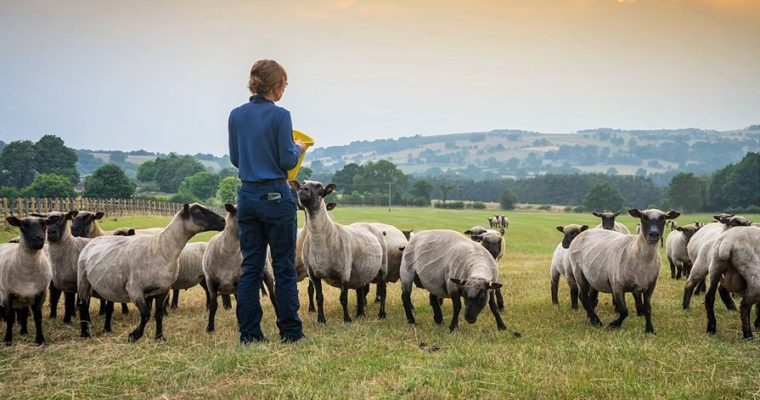 Troutsdale Farm, Shropshire Breed Lamb