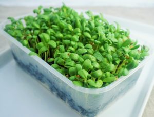 Microgreens: grow your own | Moorlands Eater | Everything else...