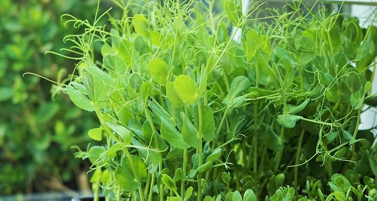 Pea Shoots: Grow Your Own