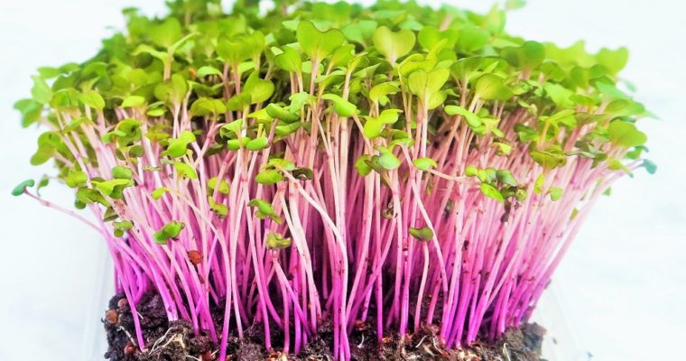 Microgreens: grow your own