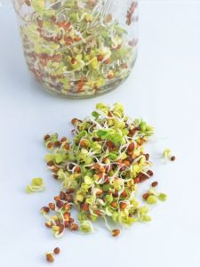 Sprouting At Home: A Complete Guide: How To Do It Easily | Moorlands Eater