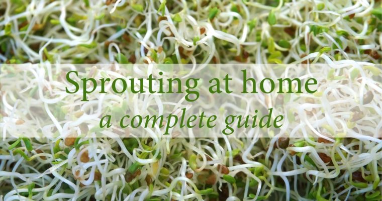 Sprouting at home: a complete guide