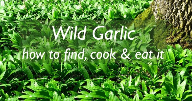 Wild Garlic: how to find, cook & eat it