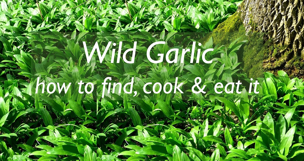 Wild Garlic how to find, cook & eat it   Moorlands Eater